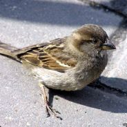 ХРЫЧ_ДЫРЫНДЫЧ