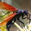 TARANTULA HAWK