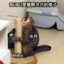 阿良是小狗