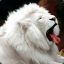 White_Lion