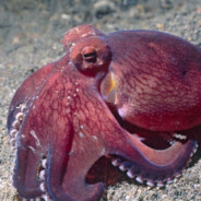 Nexus le poulpe - steam id 76561199666765216