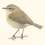 WillowWarbler