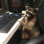 Gamer Raccoon