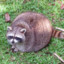 Fat Raccoons are hard to kidnap