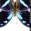 pó de borboleta