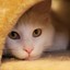 katzenkai08