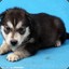 DogLike