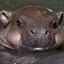 HIPPO