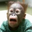 terpderp
