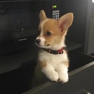 米其林三星刺身