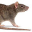 Diseased Rat