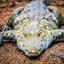 Crocodile3