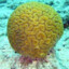 coral