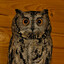 Совы падают!