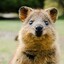 BoostedQuokka