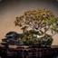 TrueBonsai
