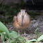 AnBirb