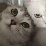 北湾第一导管手