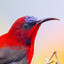 sunbird
