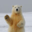 urso polar
