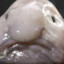 Bobby the Blobfish