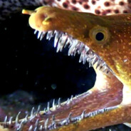 Los Destructores Morena