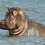 HippoKing346