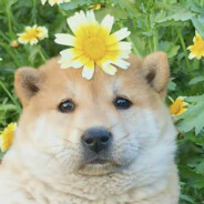 欲将心事散清风