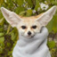 Fennec