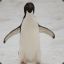PenguinniugneP