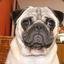 MR.DOG