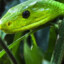 green mamba