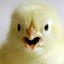 wild_bird