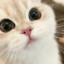 だぴぐ