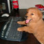 DOG ON PC