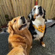 富士山下有小狗