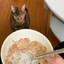 eatign cereal