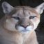 Puma Concolor