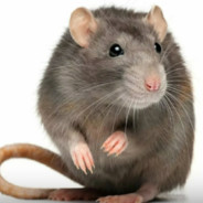 -_-unnamed-_-
