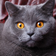 это про100 игра