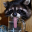 THIRSTY RACCOON