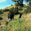 ChapmenJack2012