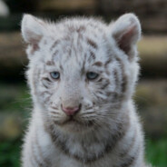 给我一个支点可以肘翻地球