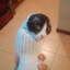 Cat_in_Sock