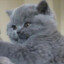 Moriarti