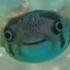 Puffer fish♿'s avatar