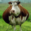 FAT COW