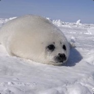 沉迷于炸鱼的K神