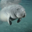 Manatee