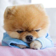 传奇机长佐巴杨8秒肘击2